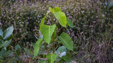Ficus religiosa tree also known as Peepal tree in front of flower plants in.. 写真素材