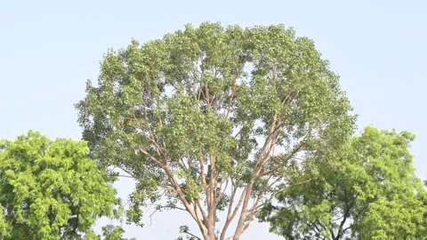 Ficus religiosa tree. Stock Footage 292800929