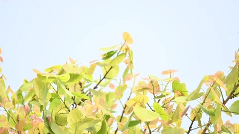 Ficus religiosa tree. Видео 313720534