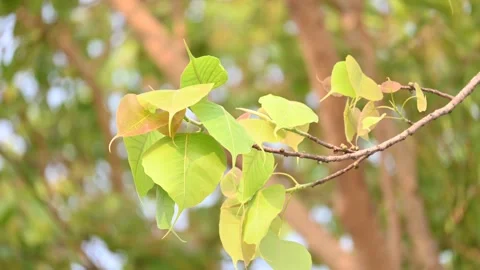 Ficus religiosa tree. Stock Footage 313721125