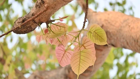 Ficus religiosa tree. Stock Footage 313721182