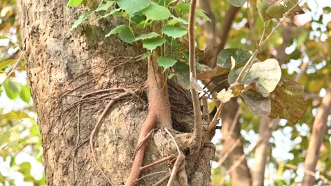 Ficus religiosa tree growing on another  tree trunk. Stock Footage 306362153