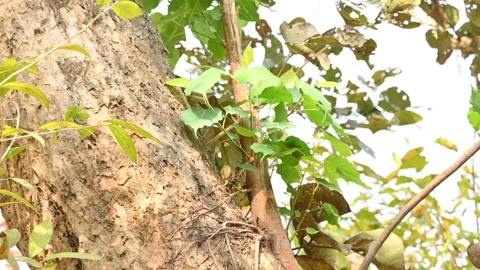 Ficus religiosa tree growing on another  tree trunk. Видео 306362413
