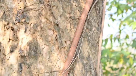 Ficus religiosa tree growing on another  tree trunk. 動画素材 306362722