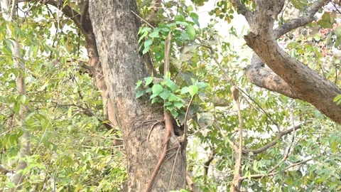 Ficus religiosa tree growing on another  tree trunk. Stock-Footage 306362913