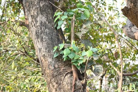 Ficus religiosa tree growing on another  tree trunk. Stock Photos