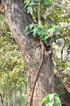 Ficus religiosa tree growing on another  tree trunk. Stock Photos