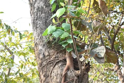 Ficus religiosa tree growing on another  tree trunk. Stock Photos