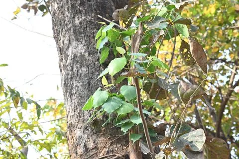 Ficus religiosa tree growing on another  tree trunk. Stock Photos