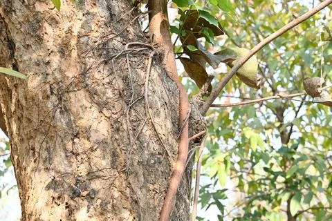 Ficus religiosa tree growing on another  tree trunk. Stock Photos