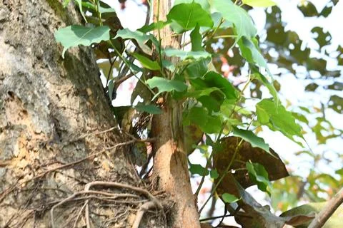 Ficus religiosa tree growing on another  tree trunk. Stock Photos