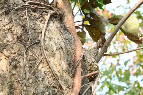 Ficus religiosa tree growing on another  tree trunk. Stock Photos