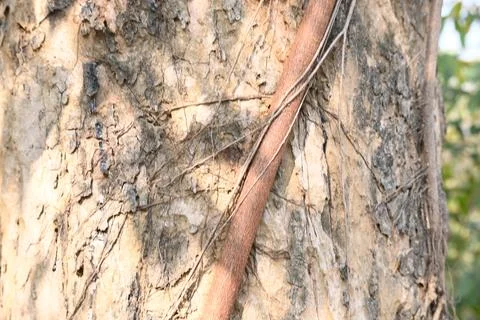 Ficus religiosa tree growing on another  tree trunk. Stock Photos