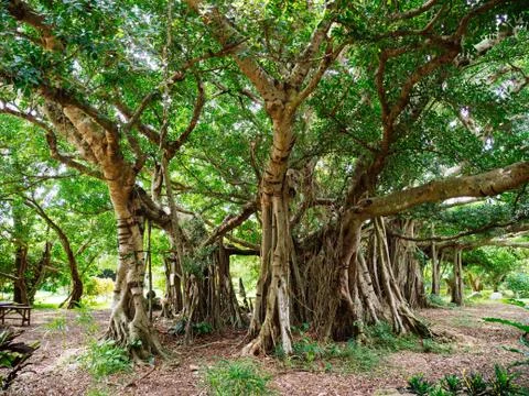 Ficus retusa Stock Photos