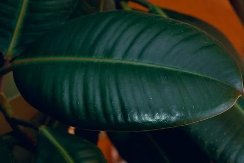 Ficus Robusta ficus Foto stock