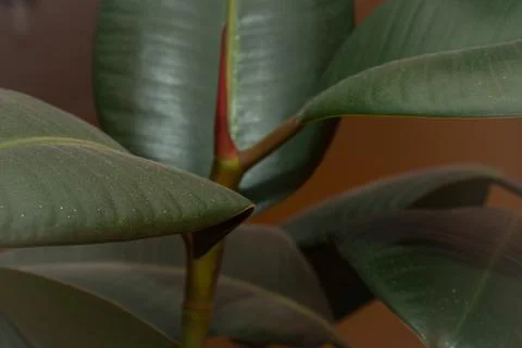 Ficus Robusta ficus Stock Photos