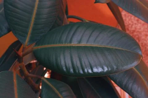 Ficus Robusta ficus Stock Photos