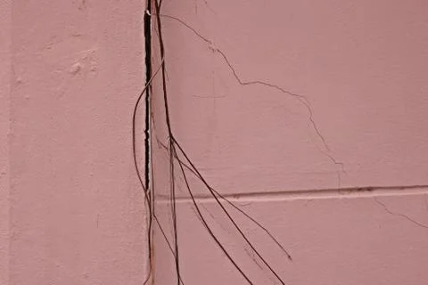 Ficus root on house wall Stock Photos