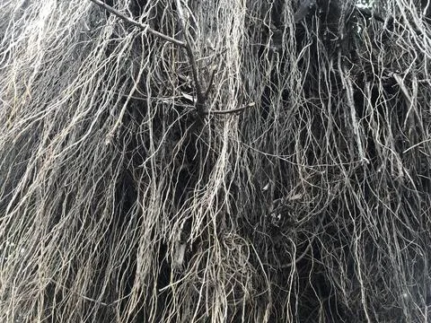 Ficus Root Stock Photos