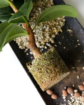 Ficus with roots in ground. Repot to clay pot indoors. Care of plants Stock Photos