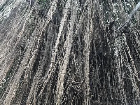 Ficus Roots Stock Photos