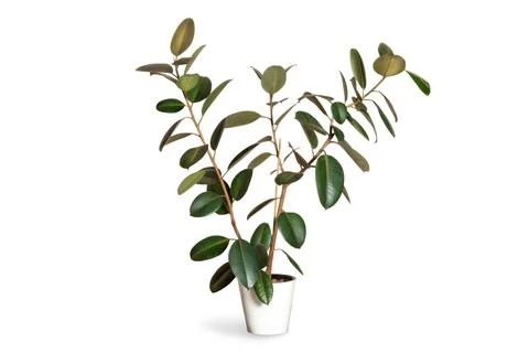 Ficus rubbery elastic on a white background in a white pot Stock Photos