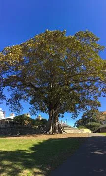 Ficus Rubiginosa Stock Photos