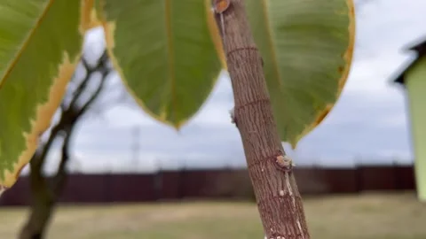 Ficus with Scale Insects Pests on Indoor Plant Stem Stock Footage 314294800