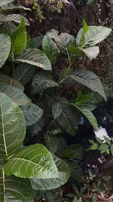 Ficus septica, Exotic Vertical Stock Footage 280254469