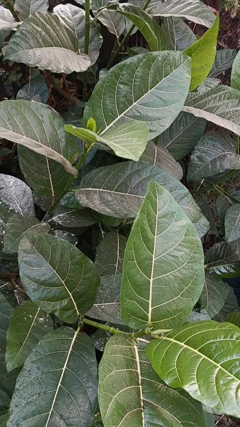 Ficus septica, Vertical Stock Footage 280254438