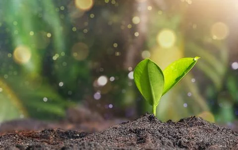 Ficus shoot in soil Stock Photos