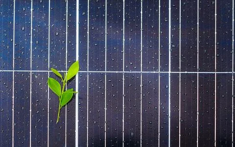 Ficus on a solar panel with raindrops Stock Photos