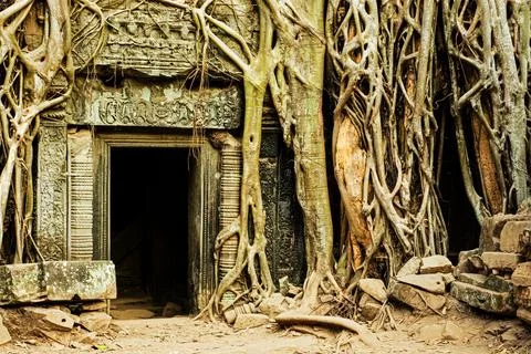 Ficus Strangulosa tree growing over doorway Ta Prohm, Angkor Wat Fotos de archivo