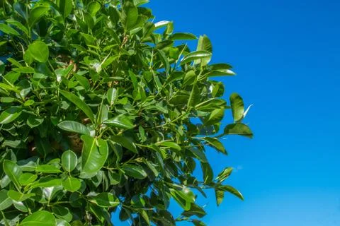 Ficus tree on blue sky background. Nice blue sky and colorful leaves of tree. Stock Photos