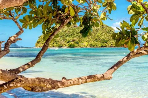 Ficus tree with blue sky background on a sandy beach in the Philippines, El N Foto stock