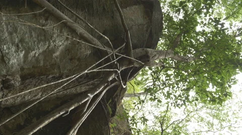 Ficus tree in Costa Rica. Oriented for vertical video displays. Stock Footage 49402559