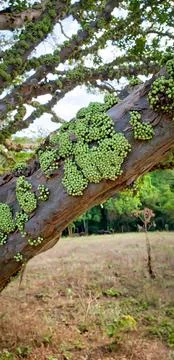 Ficus tree with green fig branches Stock Photos