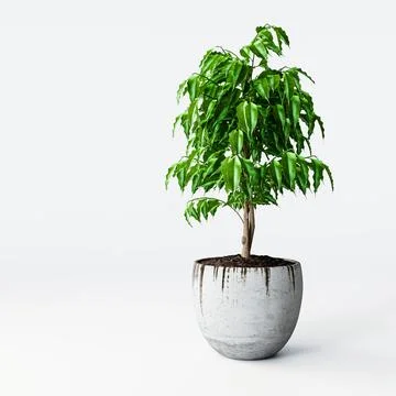 Ficus tree isolated on white background Stock Illustration