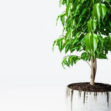 Ficus tree isolated on white background Stock Illustration