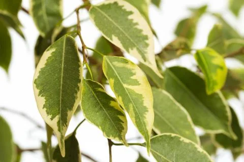 Ficus tree isolated on white background- Image Stock Photos