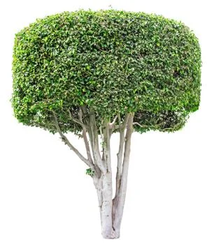 Ficus tree isolated on white Stock Photos