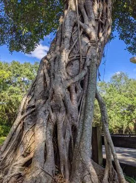 Ficus tree large roots Stock Photos