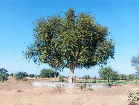 Ficus tree or Sacred fig, peepal tree Foto stock