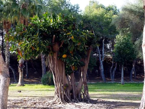 Ficus tree in the park against the background of grass 写真素材
