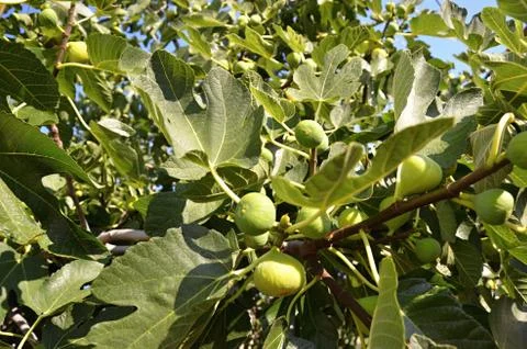 Ficus on a tree Foto stock