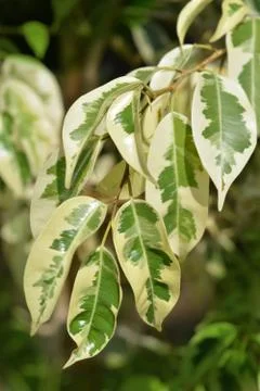 Ficus tree Stock Photos