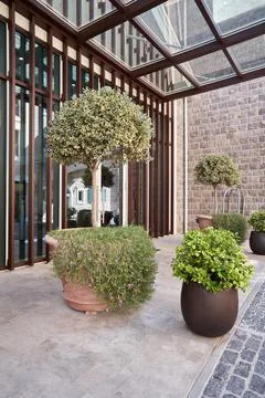 Ficus tree in pot for decoration facade of a modern building Stock Photos