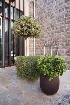 Ficus tree in pot for decoration facade of a modern building Stock Photos