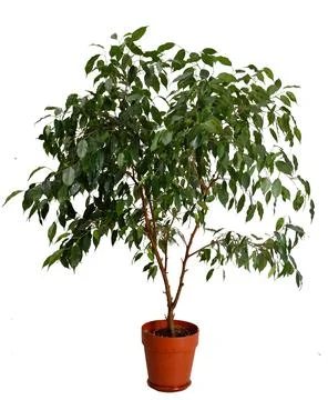 The Ficus Tree in a Pot is a lush green indoor plant that adds beauty and Stock Photos