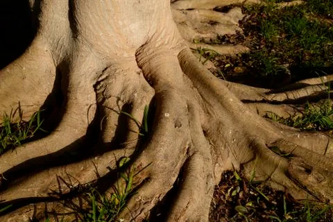 Ficus tree root in a Lima park - PERU- DSC 0380 Stock Photos